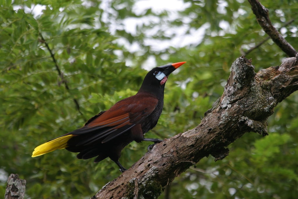 montezuma-oropendola montezuma-oropendola La plus grande bibliothèque de sons naturels vient d'être mise en ligne